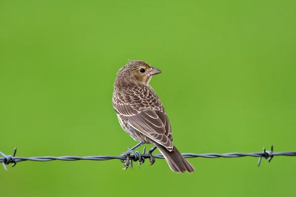 Song sparrow op draad onderdeel — Stockfoto