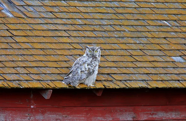 stock image Great Horned Owl fledgling on roof