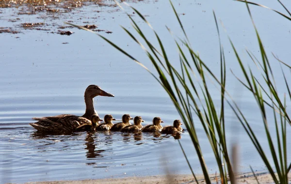 Hen and ducklings swimming in roadside pond — Stock Photo, Image