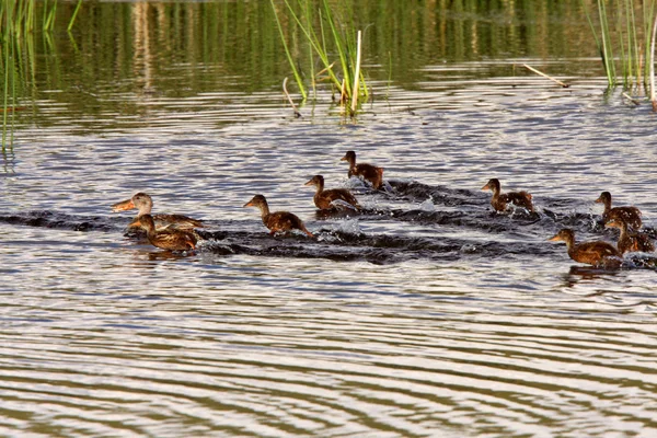 Hen Ducklings Swimming Roadside Pond — Stock Photo, Image