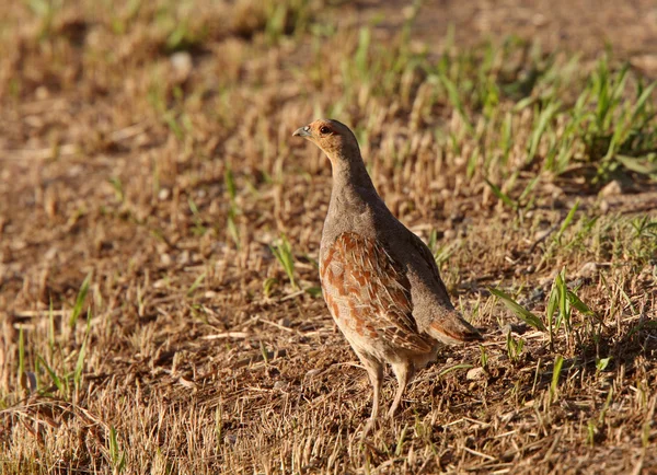 Close up of a Gray Partridge — Stock Photo, Image