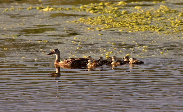 Tavuk Ördek Yavrusu Yol Kenarındaki Birikintisi Içinde Yüzmeye — Stok fotoğraf