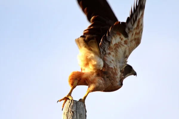 Hawk di Swainson in volo dal recinto — Foto Stock