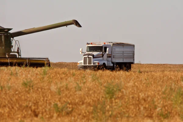 Saskatchewan harvest time — Stock Photo, Image