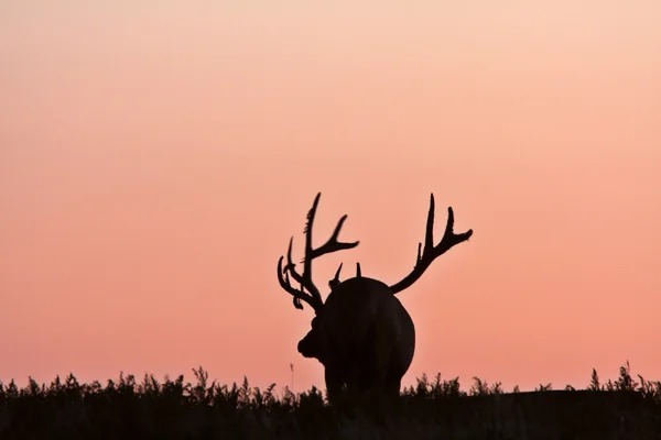 Silhouette Male Elk — Stock Photo, Image