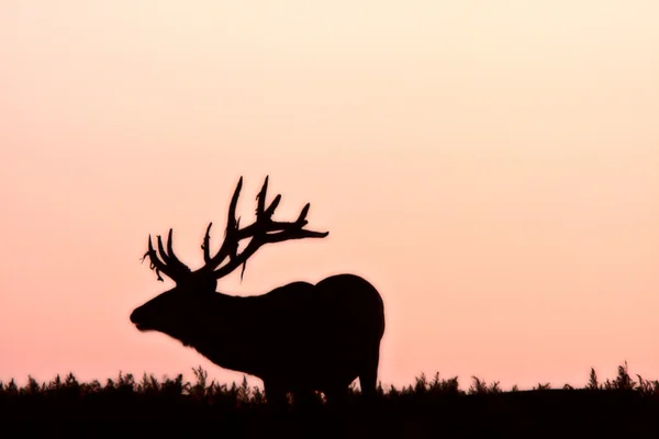 Silhouette of male elk — Stock Photo, Image