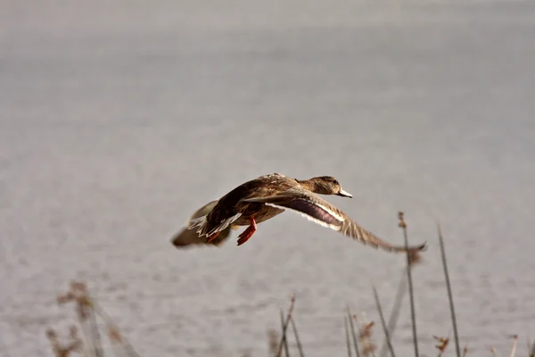 Bayağı Kaşıkgaga Hen Gölet Üzerinde Uçuş — Stok fotoğraf