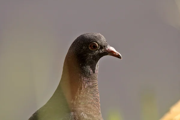 Pigeon Caché Sous Pont Saskatchewan — Photo