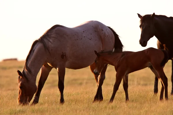 萨斯喀彻温草场中的马 — 图库照片