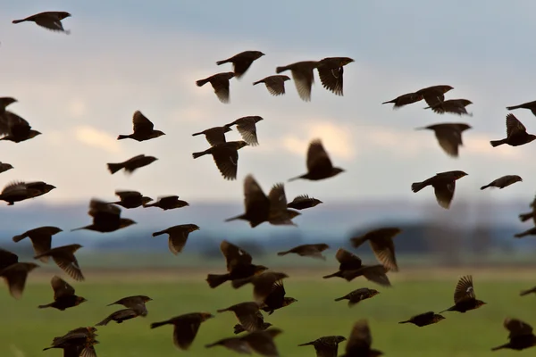 Flock Flying Formation — Stock Photo, Image