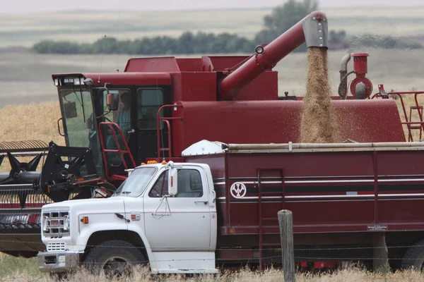 Saskatchewan Harvest Time — Stock Photo, Image