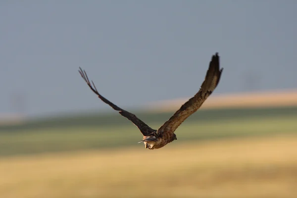 Θηλυκό Harrier Κατά Την Πτήση — Φωτογραφία Αρχείου