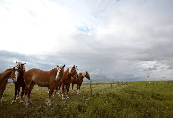 Pferde auf einer Saskatchewan-Weide ziehen — Stockfoto