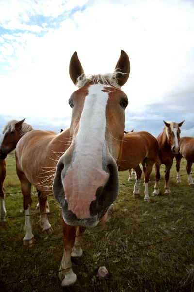 Dray Cavalos Pasto Saskatchewan — Fotografia de Stock