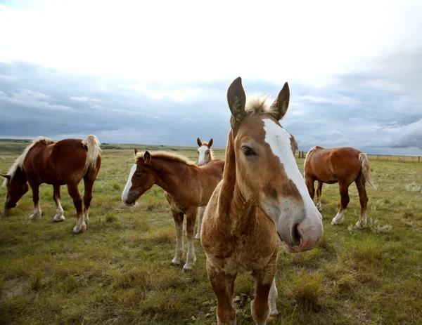 Dray cavalos em um pasto de Saskatchewan — Fotografia de Stock