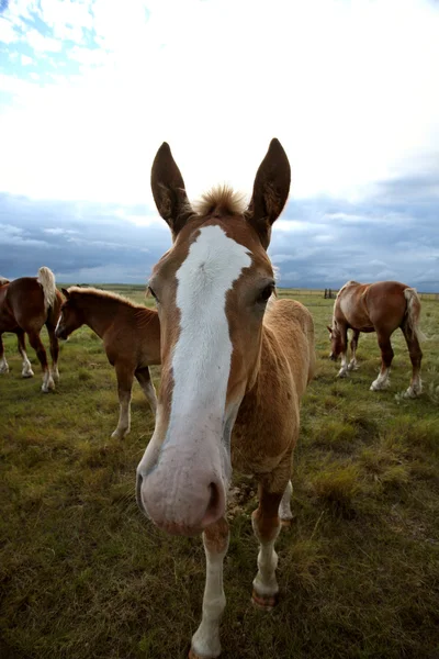 Dray paarden in een weiland saskatchewan — Stockfoto