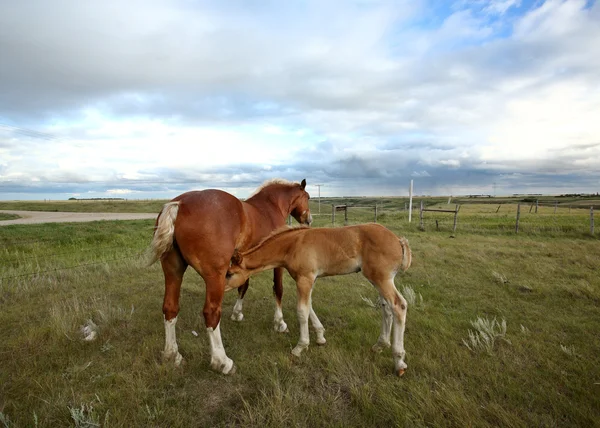 Yük Arabası Atları Saskatchewan Arazide — Stok fotoğraf