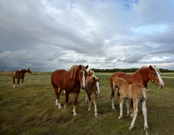 サスカチュワン州の牧草地で荷馬車馬 — ストック写真