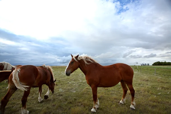 Dray horses in a Saskatchewan pasture — Stock Photo, Image