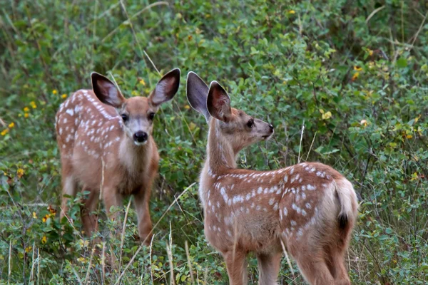 Twin Mule Deer Cerbiatti Nel Campo Saskatchewan — Foto Stock