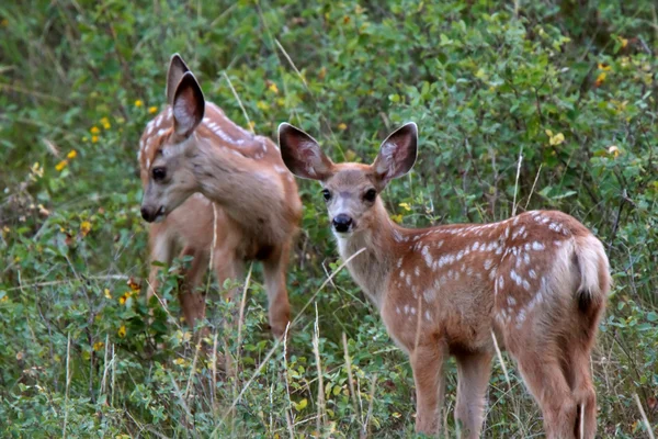 Twin Mule Deer Fawns Saskatchewan Field — Stock Photo, Image