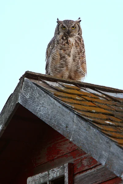Велика рогата Сова fledgling на даху Ліцензійні Стокові Фото