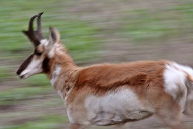 pronghorn antilop çalışan bulanık resim