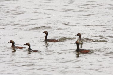 Grebes swimming in Manitoba waters clipart