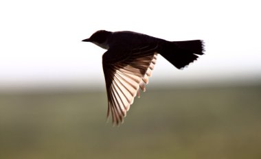 Uçuş Doğu kingbird