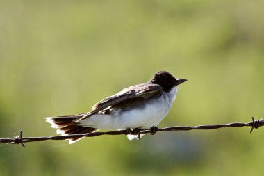 Doğu kingbird tel üzerinde tünemiş