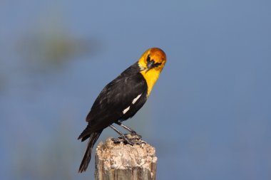 Male Yellow headed Blackbird perched on post clipart