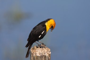 yazı üzerine tünemiş erkek sarı kafalı siyah kuş