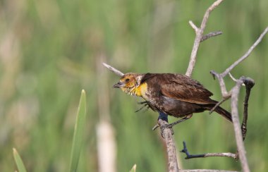 Female Yellow headed Blackbird perched on branch clipart