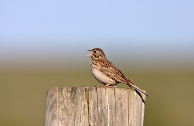 Song sparrow yazı üzerine tünemiş