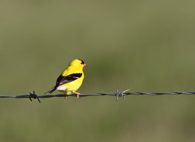 tel üzerinde tünemiş Amerikan sakası