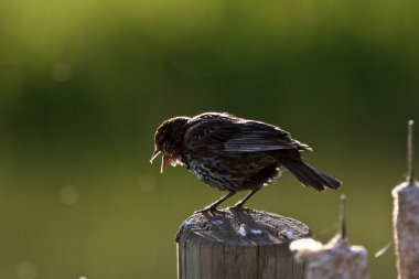 Genç sarı siyah kuş yazı üzerine yöneldi.