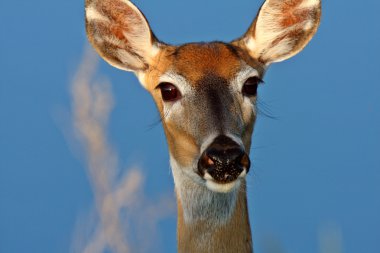 Beyaz kuyruklu geyik doe closeup