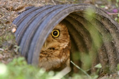 Burrowing Owl in culvert clipart