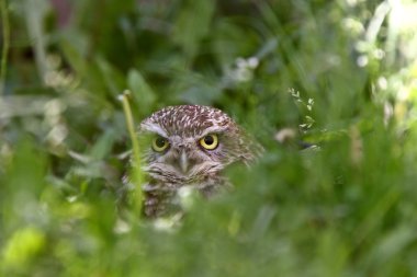 Burrowing Owl amongst vegetation clipart