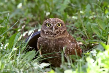 Burrowing Owl near culvert clipart