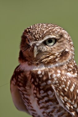 Burrowing Owl looking away clipart