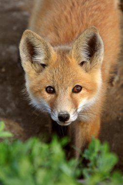 Red Fox pup in Saskatchewan clipart