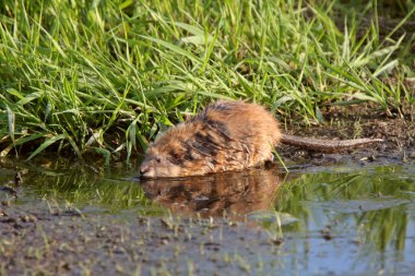 Muskrat along shore of roadside pothole clipart