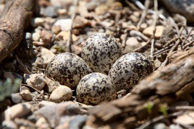 iyi kamufle Kildeer'in yumurta