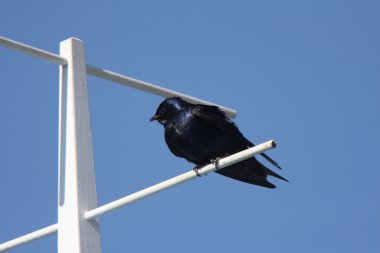 Purple Martin perched on crosspiece clipart