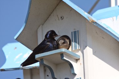 Purple Martins pair at bird house complex clipart