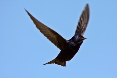 Purple Martin in flight clipart