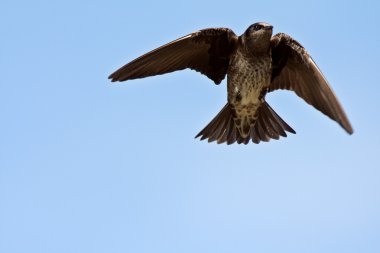 Female Purple Martin in flight clipart