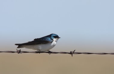 Tree Swallow perched on barbed wire strand clipart