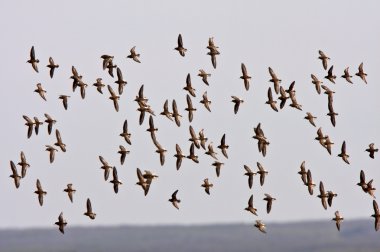 Aerial display by shorebirds clipart